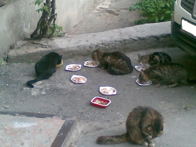 Накорми бездомного кота