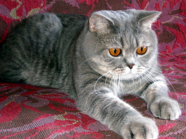 Котовторник (31.01.2012)