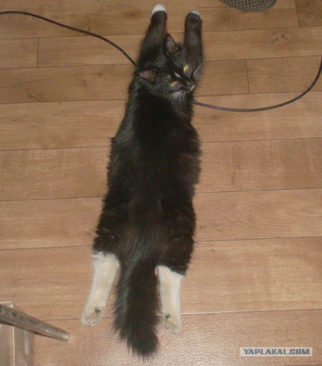 Котовторник! 13.03.2012