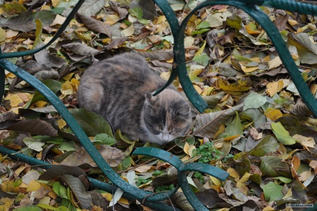 Котовторник 20.03.2012