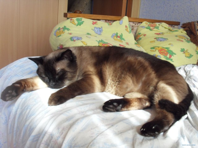 Котовторник на 26.06.12
