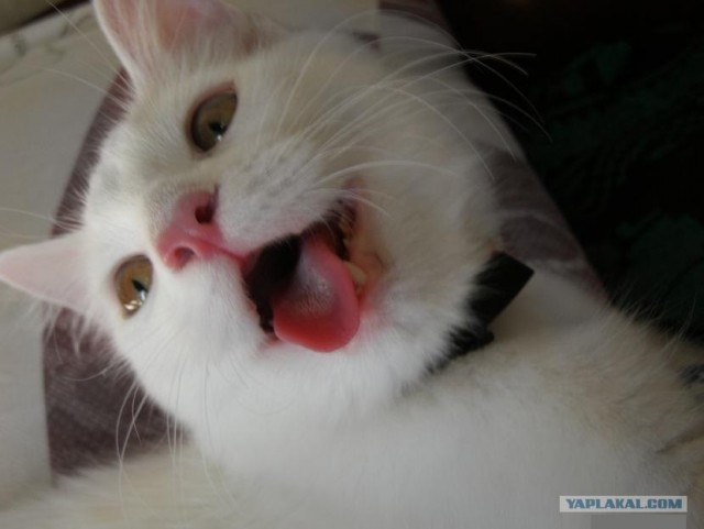 Котовторник 10. 07. 2012