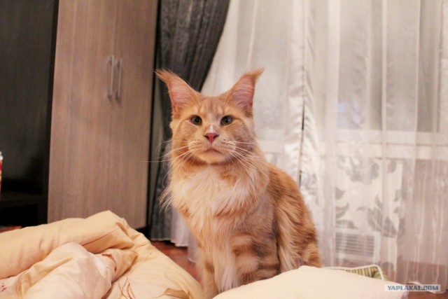 Котовторник  28.08.12