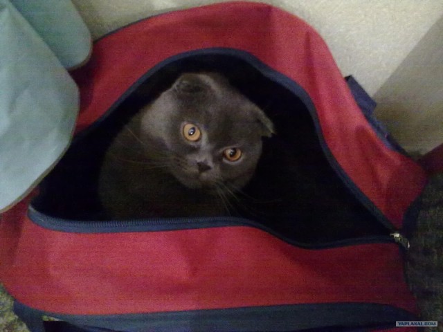 Котовторник  16.10.12