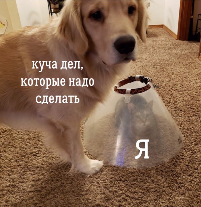 Живность из сети