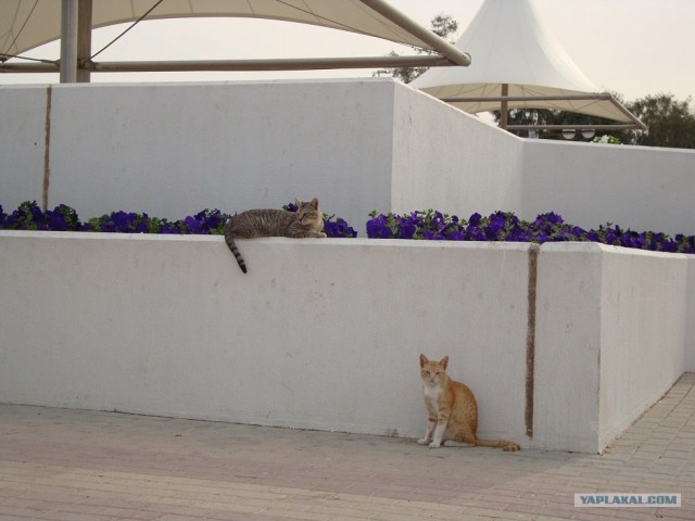 Котовторник 29.01.2013