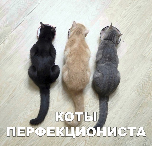 Забавные фото котеек