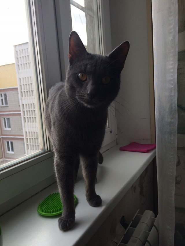 Забавные фото котеек