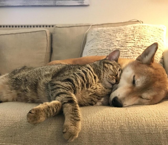 Уже не котовторник, но еще и не собакочетверг