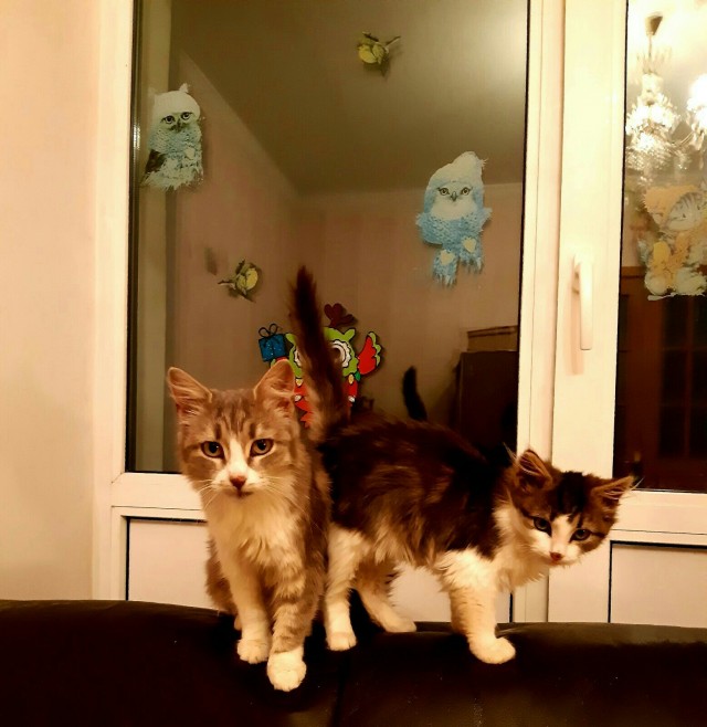 Забавные фото котеек