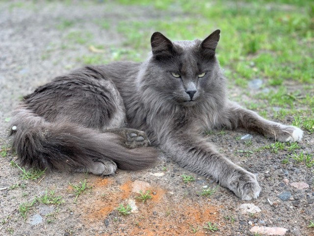 Живность из сети