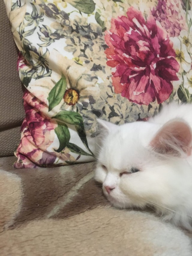 Забавные картинки с котами из сети
