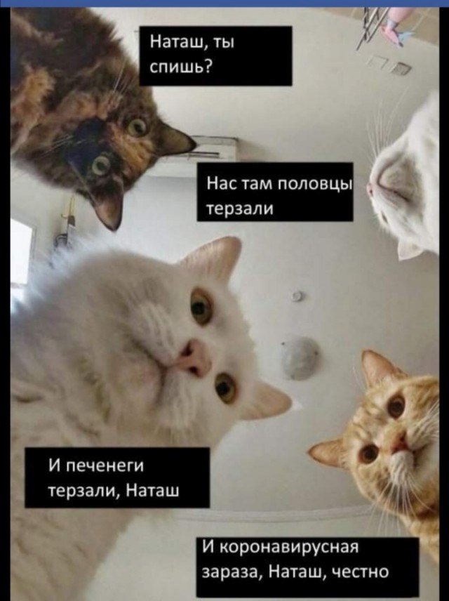 Печенеги, Половцы... Мемы
