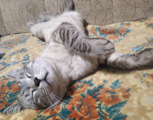 Разные картинки во вторник. С котами