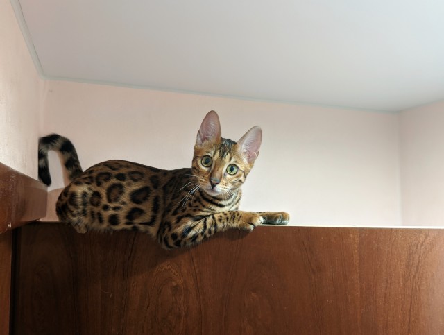 Моя красотка