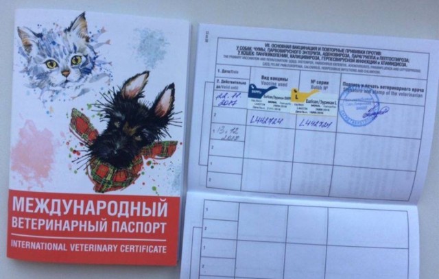 Гинцбург поддержал идею введения «ковидных паспортов»