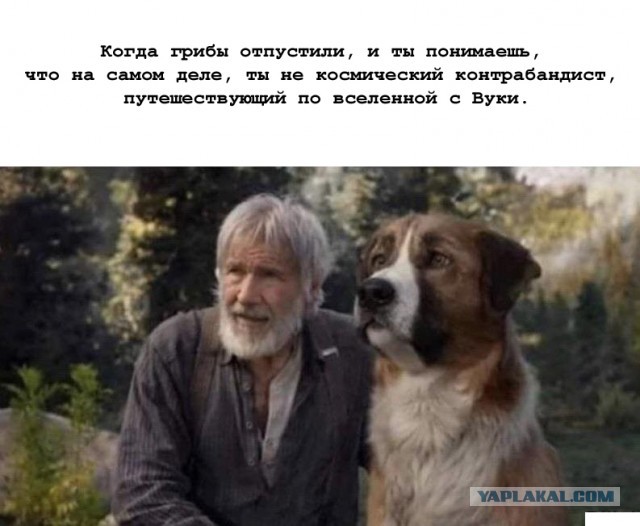 Как я мухомор кушал