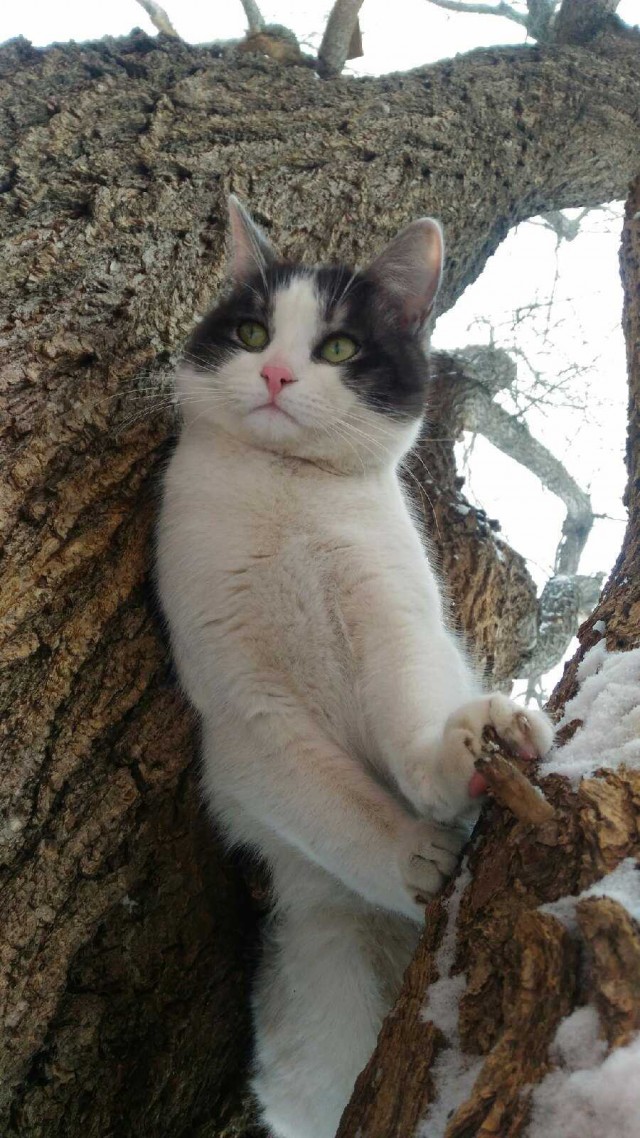 Кошки , кошечки, котяры 14.03.21