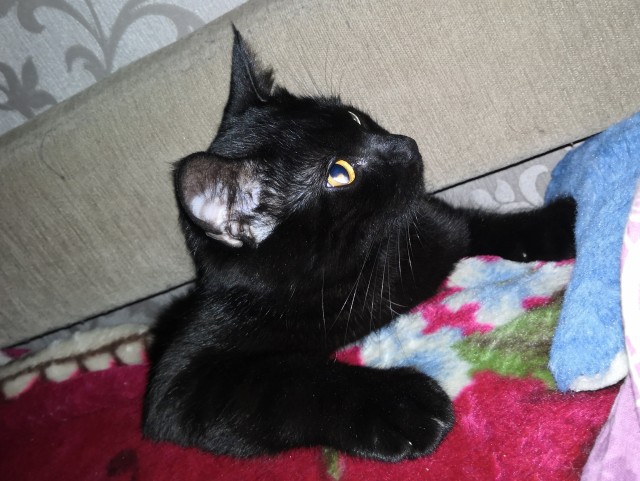 С котовторником!