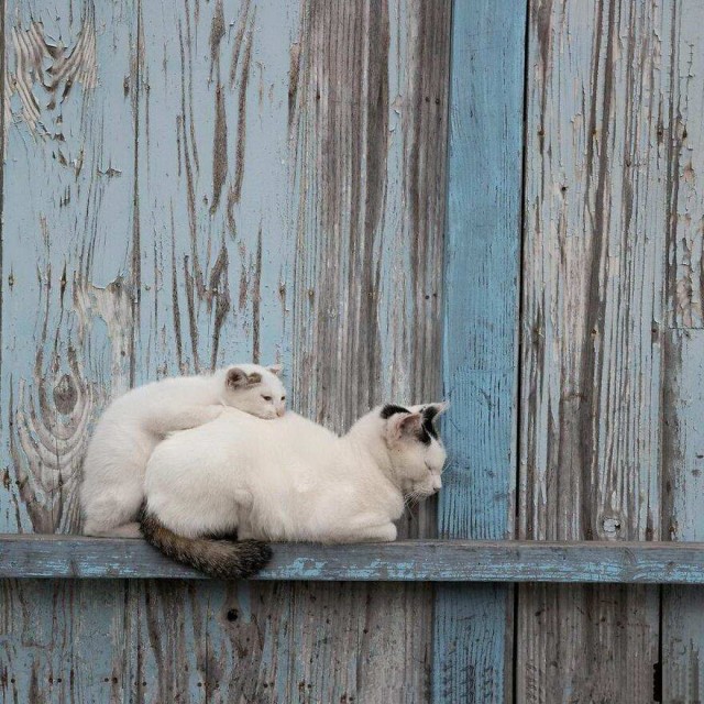 Разные котики