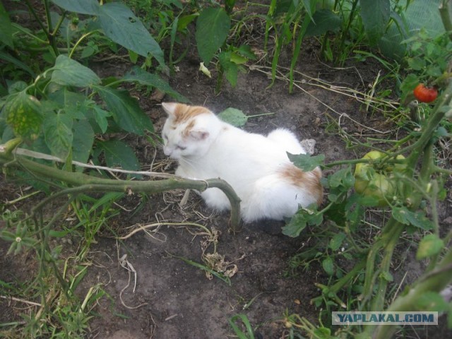 Жизнь домашнего приюта для котеек 355