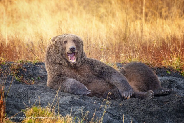 Лучшие фото конкурса Comedy Wildlife Photography Awards 2021