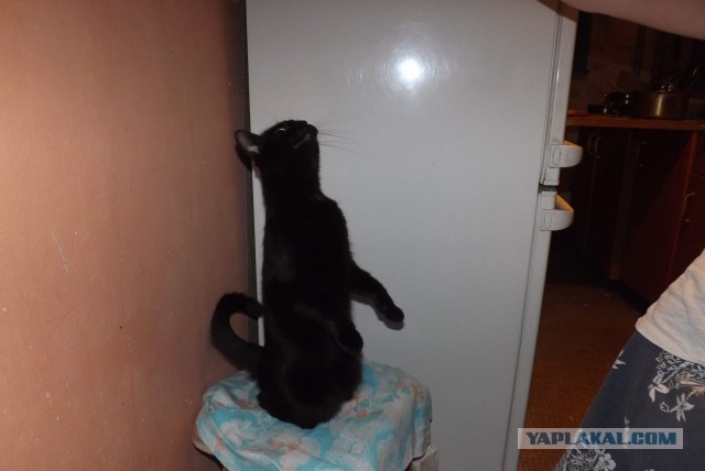 Пополнение