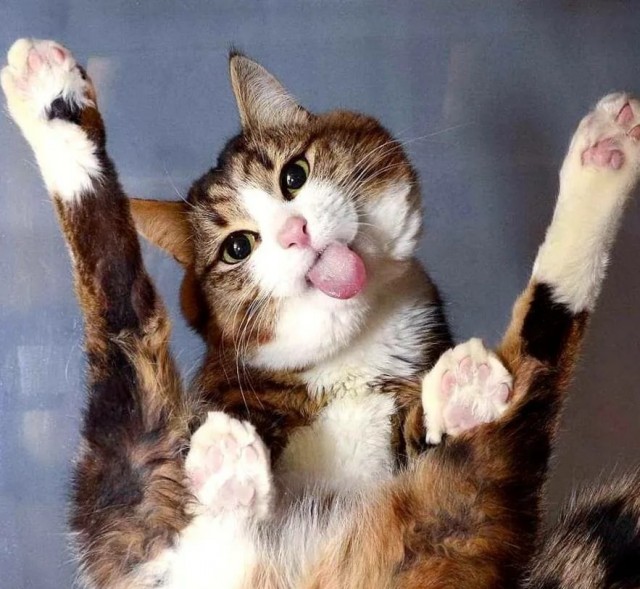 Котовторник