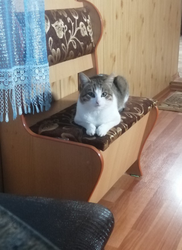 Котовторнику быть