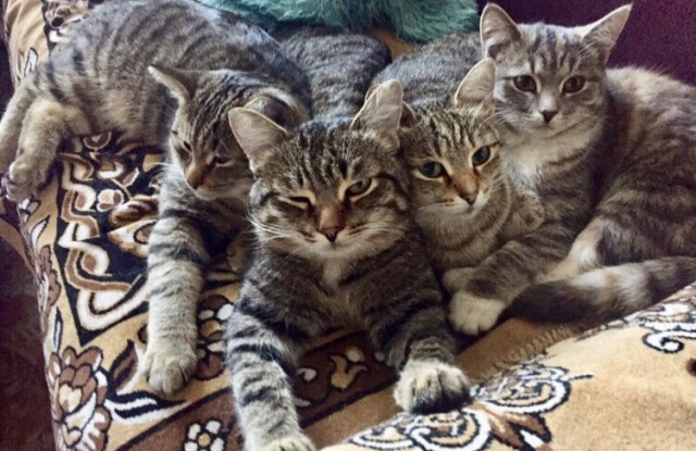 Котовторник 25.01.22