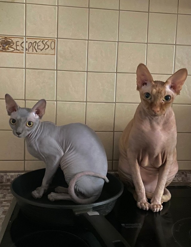 Котовторник. Февраль