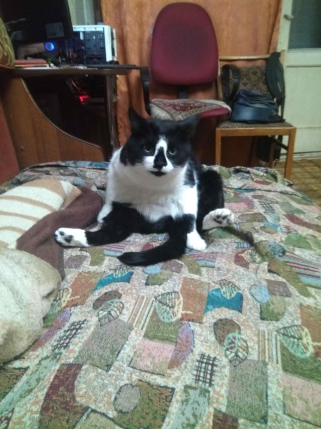 Вопрос к котоводам