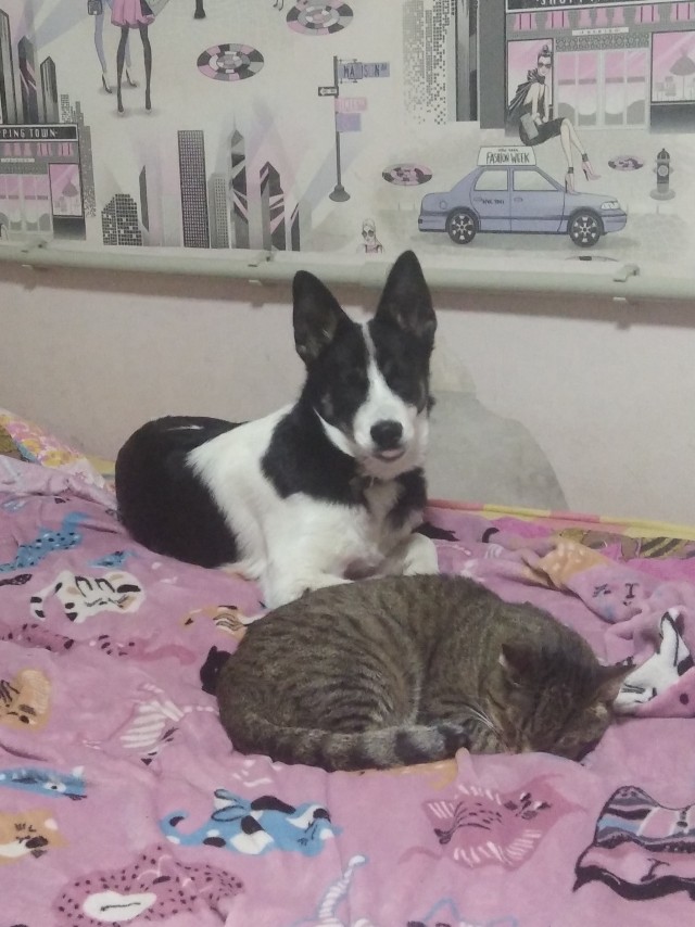 Котовторник