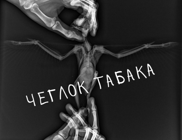Спасение чеглока