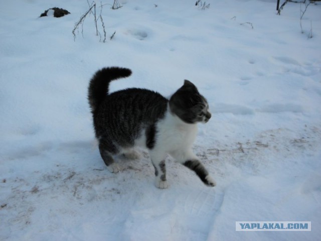 Жизнь домашнего приюта для котеек 433