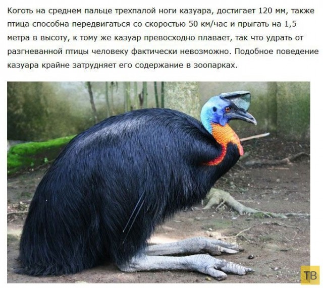 Казуар
