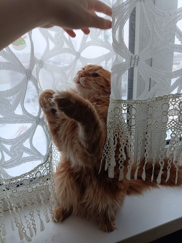 Котовторнику посвящается, подобрашка Маня