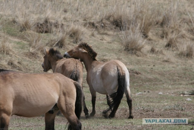В Монголию на мотоциклах 2006