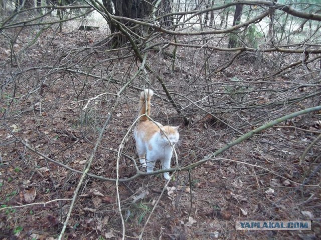 Жизнь домашнего приюта для котеек 440