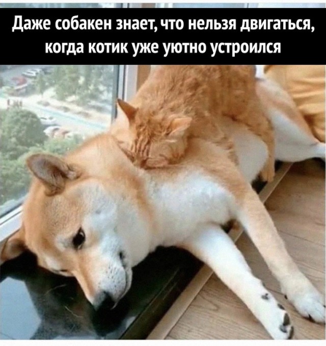 Картинки и мемы для настроения - 167