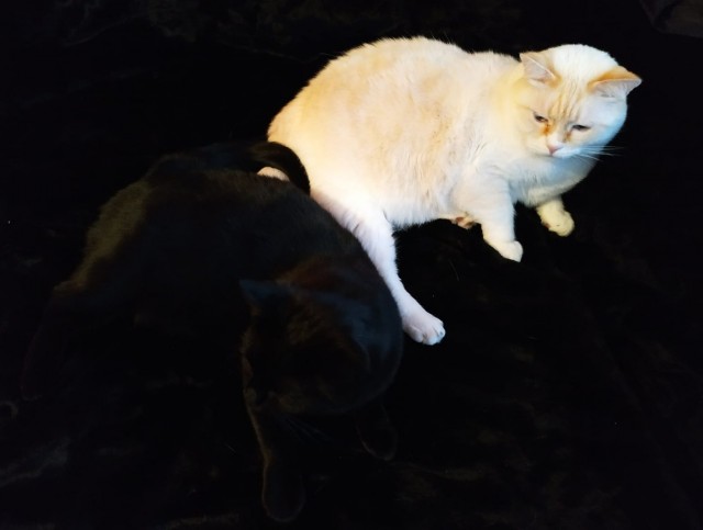 Начинаем котофторник?