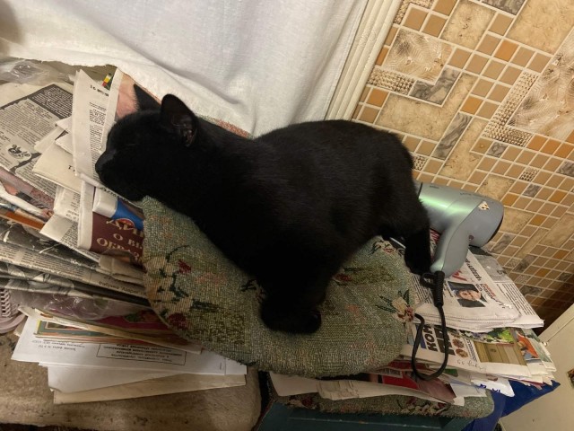 Кошак