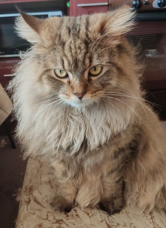 Мой котовторник..
