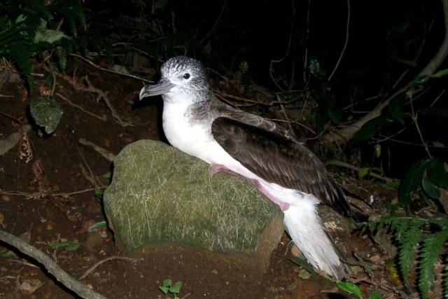 Орнитологи в США решили перестать называть птиц в честь людей