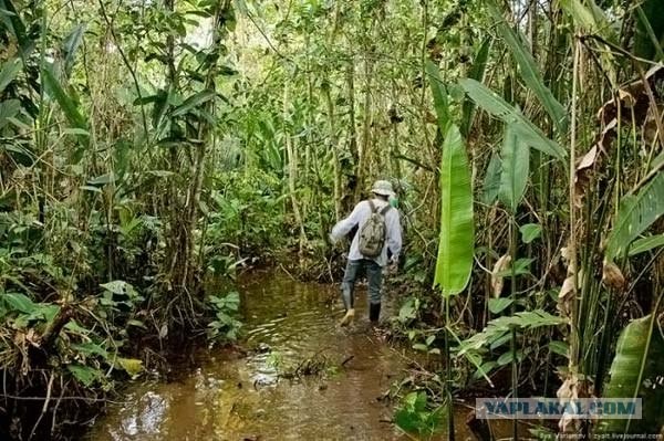 Курс выживания в джунглях