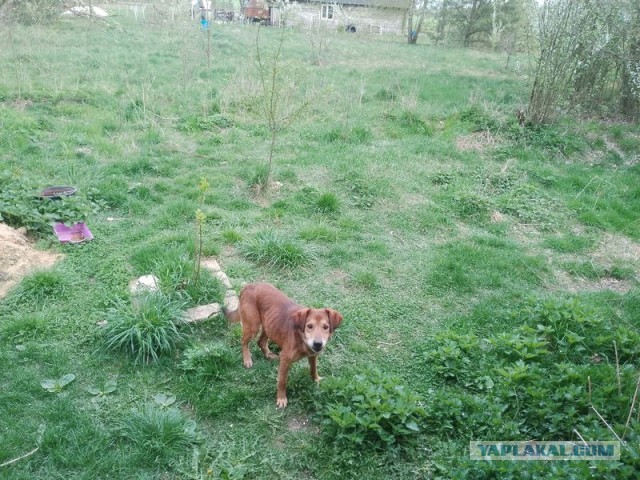 Жизнь домашнего приюта для котеек 491
