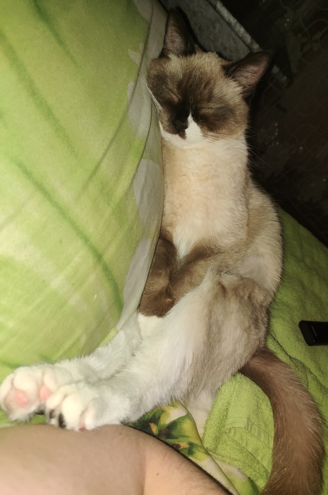 Во славу Котане