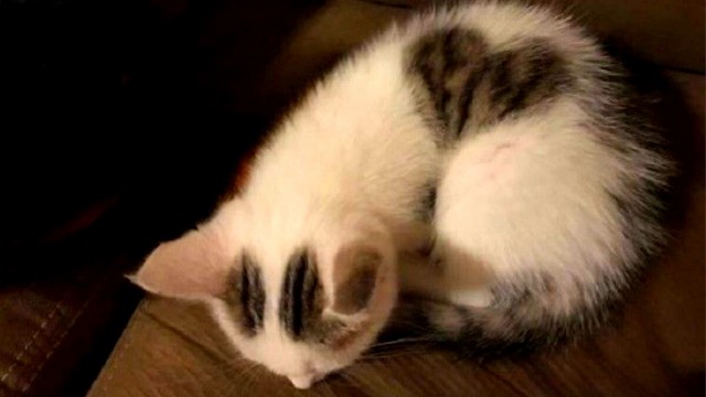 "Шутка природы: удивительные кошачьи окрасы". Несколько кошек с окрасом шкурки, в реальность которого сложно поверить