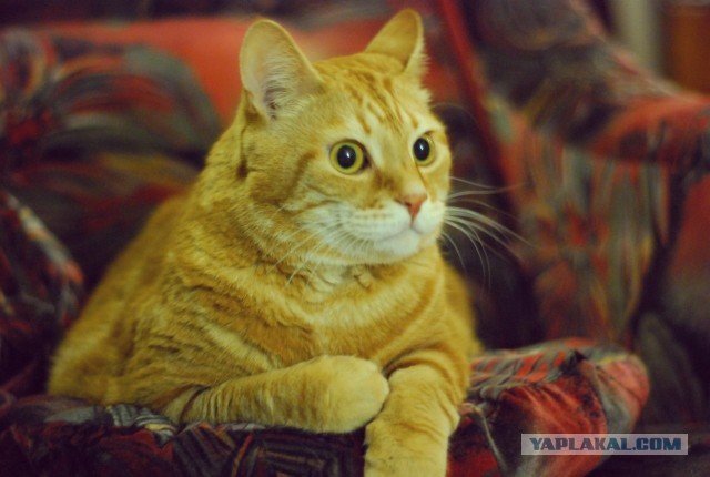 Мелом обвести?