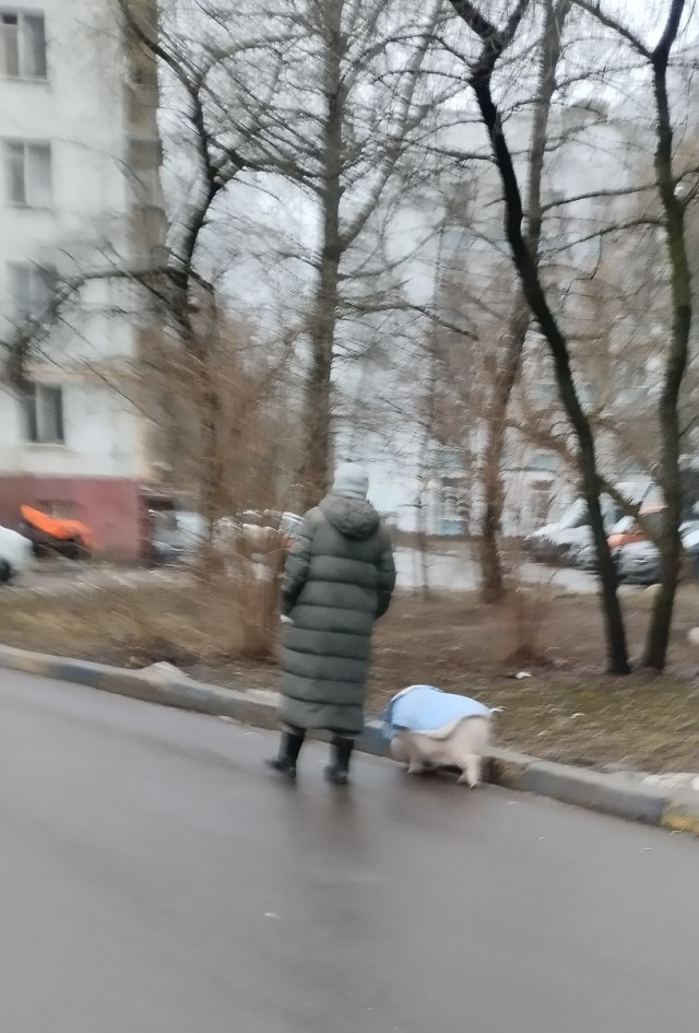 В этот прекрасный апрельский зимний день житель столицы решил выгулять своего КАБАНА